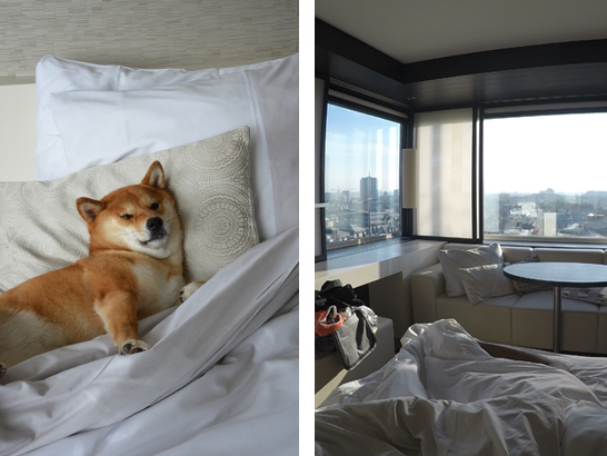 The Hotel Brussels avec un chien