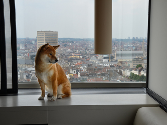 The Hotel Brussels avec un chien