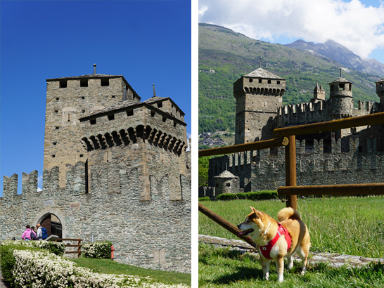 Château de Fénis avec un chien