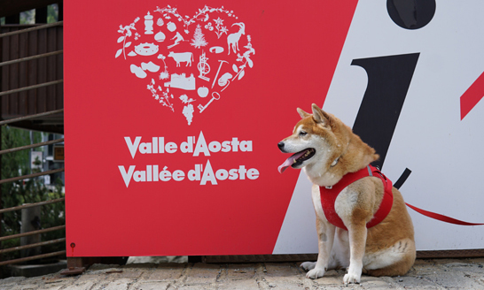 Vallée d'Aoste avec un chien