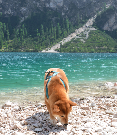 Lago di Braies avec un chien