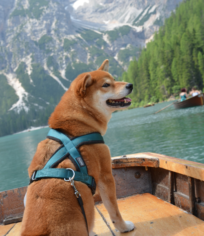 lac de Braies avec un chien