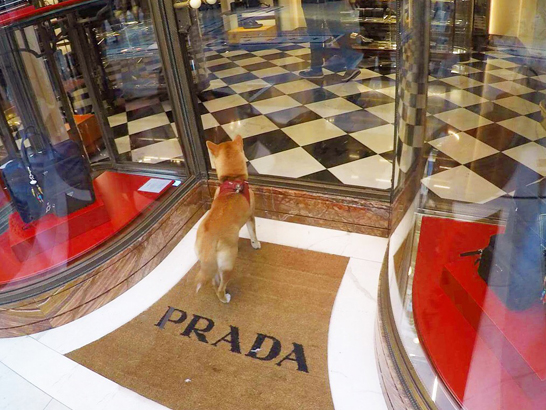 Prada avec un chien à Milan