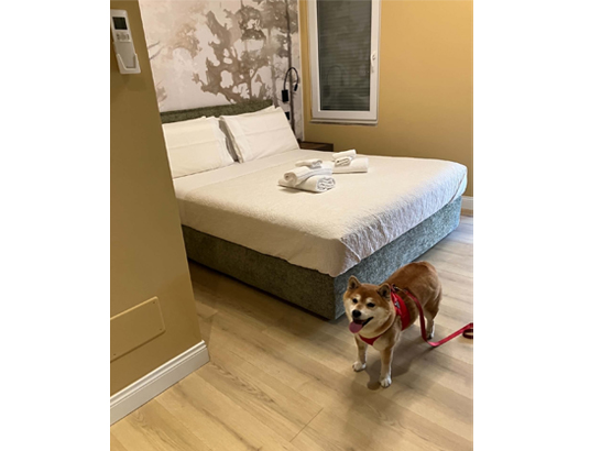 Hotel Daisy Room avec un chien