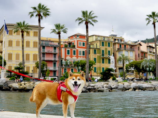Santa Margherita avec son chien