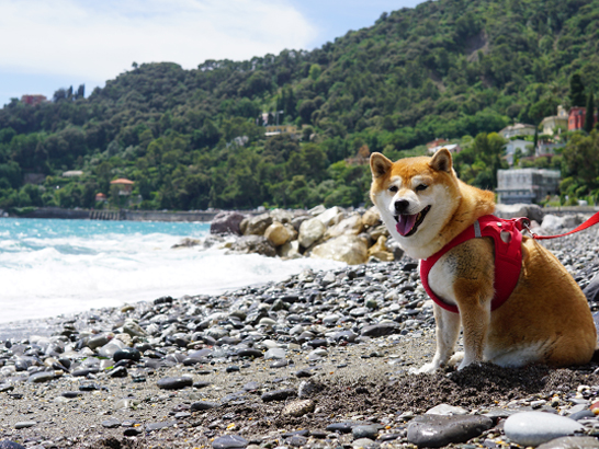 Santa Margherita Plage chien Bau Beach