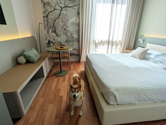 Hotel Ilaria à Lucca un chien