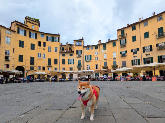 Ruelles de Lucca avec son chien