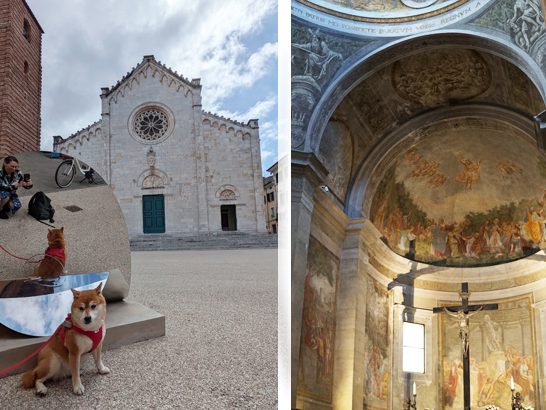 Chien à Pietrasanta