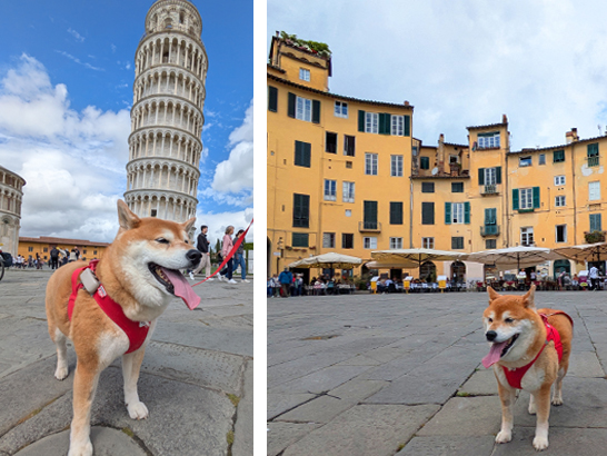 Toscane avec un chien
