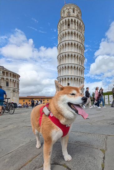 La Tour de Pise avec un chien