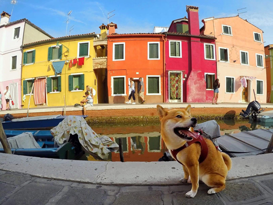 Burano avec un chien