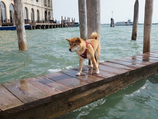 Murano avec un chien