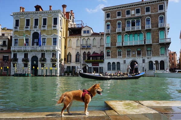 Venise avec un chien
