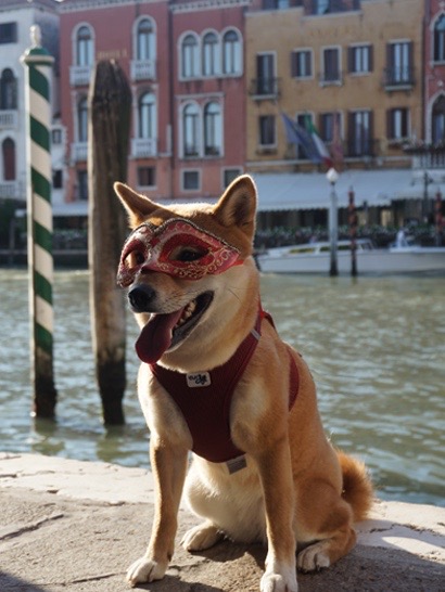 Venise avec un chien qui porte un masque vénitien