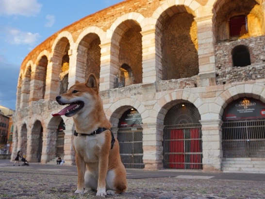 Les arènes de Vérone avec un chien