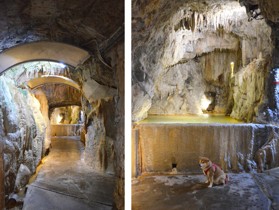 Fontaines Saint Nectaire avec un chien