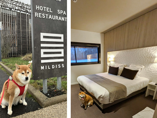 hôtel Mildiss près de Besse avec son chien