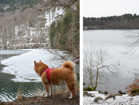 Lac pavin avec un chien