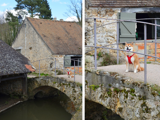 Château de Dampierre avec un chien