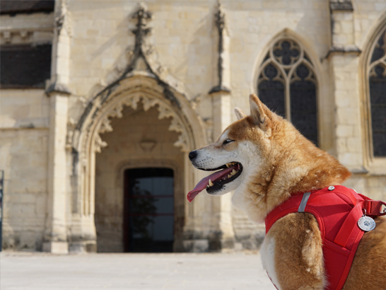 Le château de Caen avec son chien