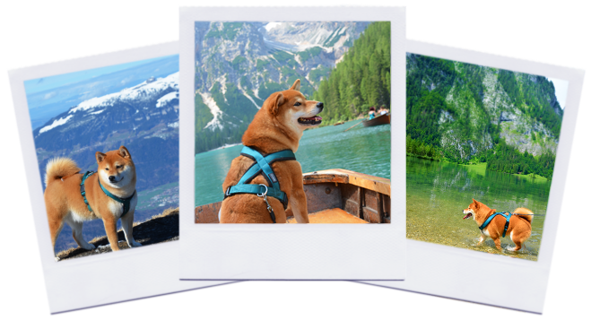 Polaroid de shiba inus sur monchienenvoyage.fr