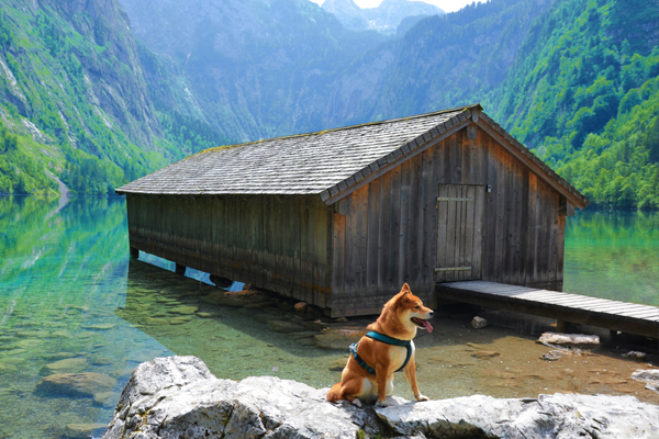 Voyager avec son chien en Allemagne
