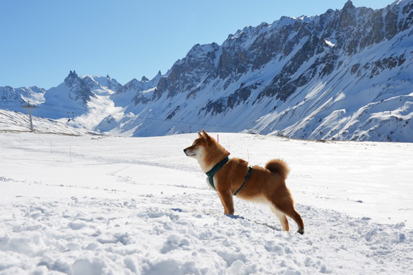 Voyager avec son chien dans les Alpes