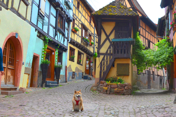 Voyager avec son chien en Alsace