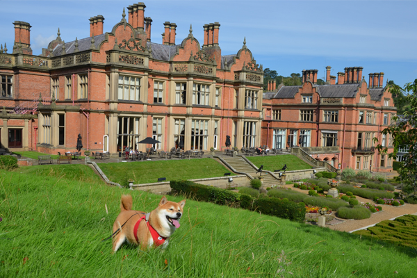 Voyager avec son chien en Angleterre