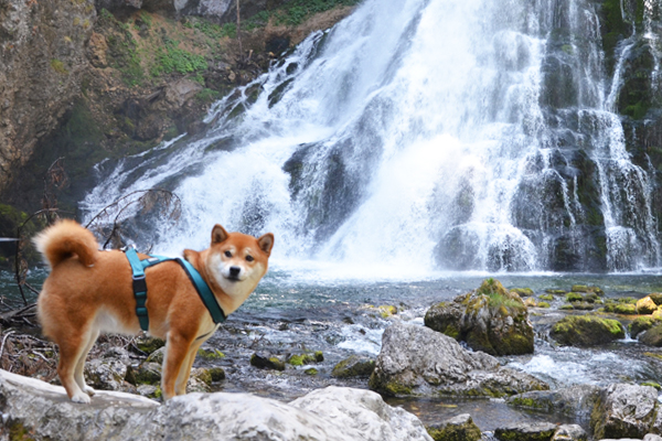 Voyager avec son chien en Autriche