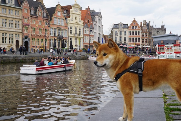 Voyager avec son chien en Belgique
