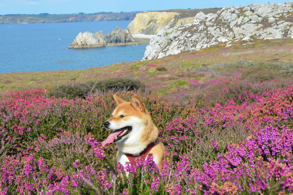 Voyager avec son chien en Bretagne