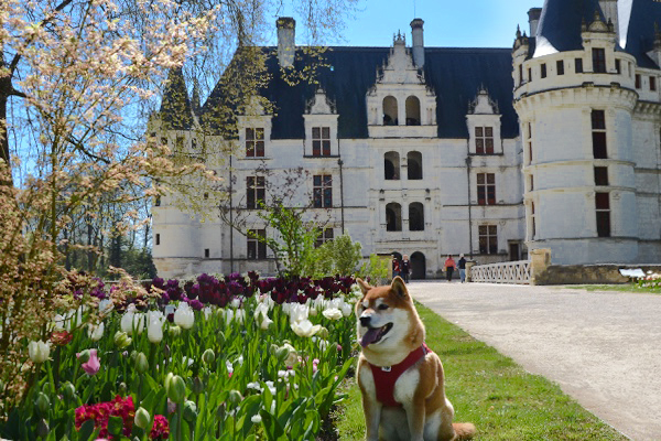 Voyager avec son chien dans les châteaux de la Loire