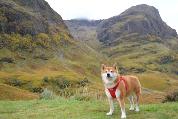 Voyager avec son chien en Ecosse