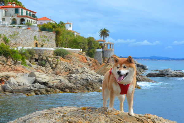 Voyager avec son chien en Espagne