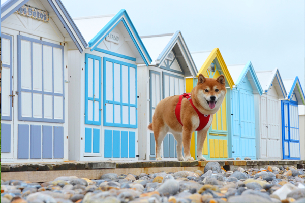 Voyager avec son chien dans les Hauts-de-France