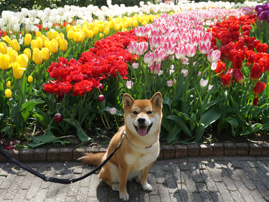 Voyager avec son chien au Parc de Keukenhof