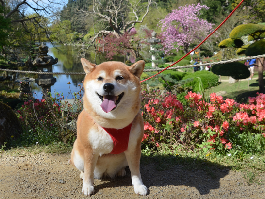 Voyager avec son chien au Parc oriental de Maulévrier