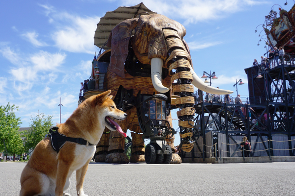 Voyager avec son chien en Pays de la Loire