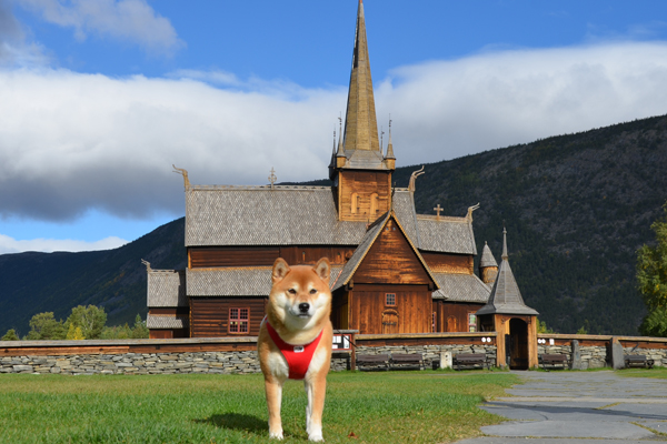 Voyager avec son chien en Norvège
