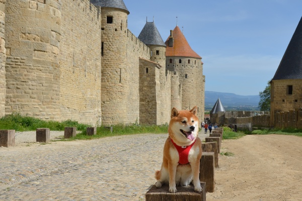 Voyager avec son chien en Occitanie