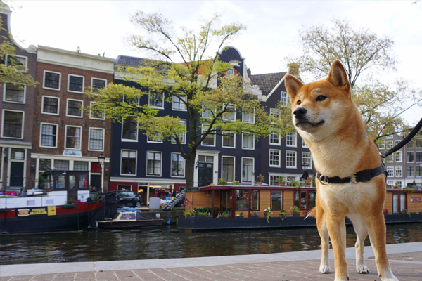 Voyager avec son chien aux Pays-Bas