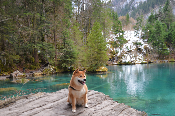 Voyager avec son chien en Suisse